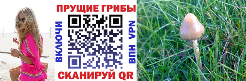сайты даркнета официальный сайт  Кинешма  Псилоцибиновые грибы мухоморы 