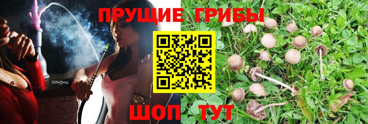 Кинешма  Псилоцибиновые грибы прущие грибы  Вход с VPN 