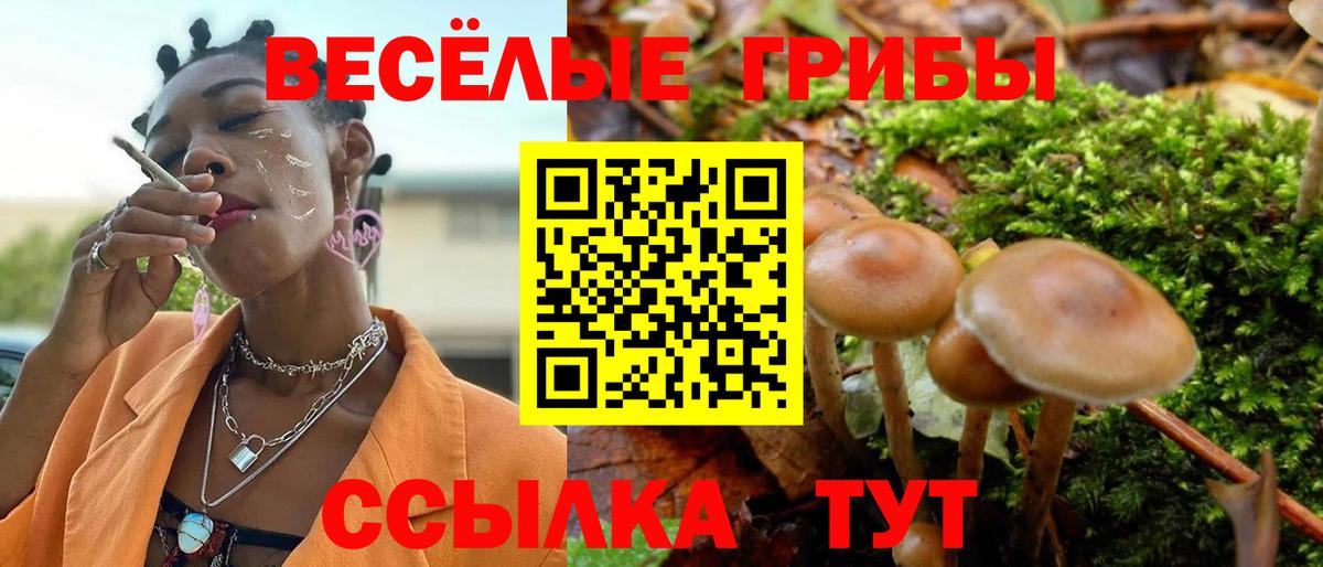 Галлюциногенные грибы Psilocybe Кинешма